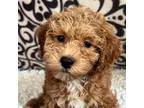 Poodle (Toy) Puppy for sale in Martinsville, IN, USA