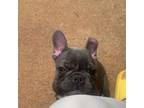 French Bulldog Puppy for sale in Cleveland, NC, USA
