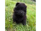 Chow Chow Puppy for sale in Trion, GA, USA