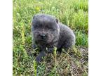 Chow Chow Puppy for sale in Trion, GA, USA