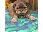 Shih-Poo Puppy for sale in Scottsville, VA, USA