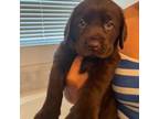 Chocolate Lab Pup LP5