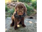 Labrador Retriever Puppy for sale in Porter, OK, USA