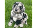 Goldendoodle Puppy for sale in Yorktown, IN, USA