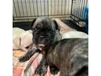 French Bulldog Puppy for sale in Deridder, LA, USA
