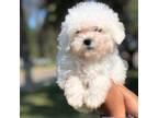 Maltipoo Puppy for sale in San Diego, CA, USA