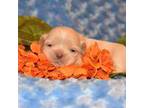 Shih Tzu Puppy for sale in Mercer, PA, USA