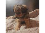 Mutt Puppy for sale in Lewisville, ID, USA