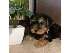 Yorkshire Terrier Puppy for sale in California, MO, USA