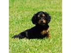 Dachshund Puppy for sale in Billings, MO, USA