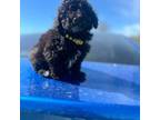 Poodle (Toy) Puppy for sale in Dundalk, MD, USA