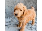 Mo - Mini Goldendoodle