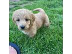 Mutt Puppy for sale in Carnegie, PA, USA