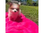 Pomeranian Puppy for sale in Murfreesboro, TN, USA