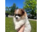 Pomeranian Puppy for sale in Murfreesboro, TN, USA