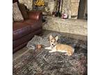 Pembroke Welsh Corgi Puppy for sale in Brackettville, TX, USA