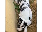 Great Dane Puppy for sale in Falmouth, KY, USA