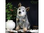 Australian Cattle Dog Puppy for sale in Chillicothe, MO, USA