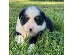 Mutt Puppy for sale in Augusta, KS, USA