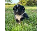 Mutt Puppy for sale in Augusta, KS, USA