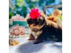 Mutt Puppy for sale in Danville, CA, USA