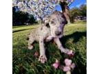 Great Dane Puppy for sale in Madera, CA, USA