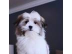 Mal-Shi Puppy for sale in Vestavia Hills, AL, USA