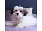 Mal-Shi Puppy for sale in Vestavia Hills, AL, USA