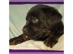 Rottweiler Puppy for sale in Sharon, NH, USA