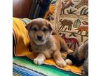 Shiba Inu Puppy for sale in Garden Grove, CA, USA