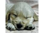 Golden Retriever Puppy for sale in Surry, VA, USA