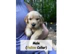 Golden Retriever Puppy for sale in Surry, VA, USA