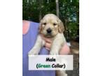 Golden Retriever Puppy for sale in Hampton, VA, USA