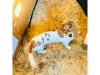Dachshund Puppy for sale in Milwaukee, WI, USA