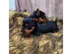 Yorkshire Terrier Puppy for sale in Dubuque, IA, USA