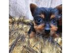 Yorkshire Terrier Puppy for sale in Dubuque, IA, USA
