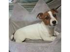 Parson Russell Terrier Puppy for sale in Stockton, NJ, USA