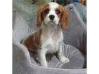 Cavalier King Charles Spaniel Puppy for sale in Stockton, NJ, USA