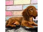 Dachshund Puppy for sale in Carthage, MO, USA