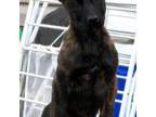 Dutch Shepherd Dog Puppy for sale in North Babylon, NY, USA