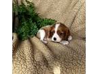 Cavalier King Charles Spaniel Puppy for sale in Odon, IN, USA