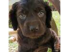 Boykin Spaniel Puppy for sale in Clarks Hill, SC, USA