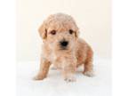 Junebug - Mini Goldendoodle