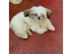 Shih Tzu Puppy for sale in Miami Gardens, FL, USA