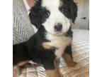 Bernese Mountain Dog Puppy for sale in Redmond, OR, USA