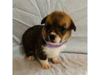 Pembroke Welsh Corgi Puppy for sale in Boonville, NC, USA