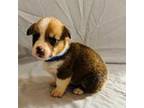 Pembroke Welsh Corgi Puppy for sale in Boonville, NC, USA