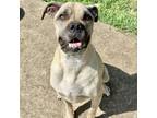 Adopt Megan 23407 a Tan/Yellow/Fawn Mastiff / Mixed dog in Escanaba