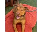 Adopt Cady a Brown/Chocolate Pit Bull Terrier / Mixed dog in Hawthorne