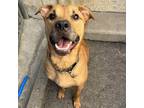 Adopt Drako a Tan/Yellow/Fawn Shar Pei / Hound (Unknown Type) / Mixed dog in
